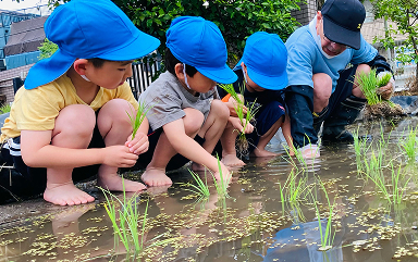 田植えの様子