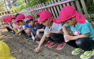 野菜種植えの様子