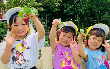 野菜収穫の様子