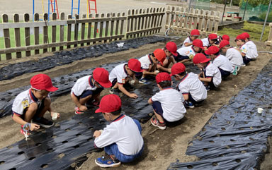 野菜種植えの様子