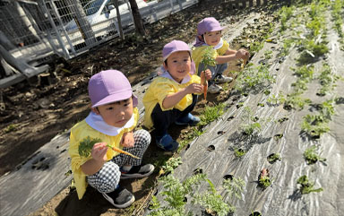 野菜・果物収穫の様子