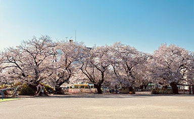 桜とともに歩んできた幼稚園の画像